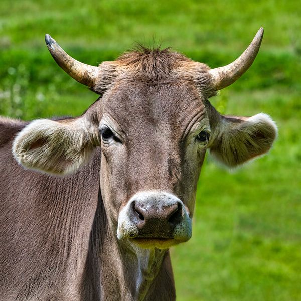 Portrait d'une vache de la Forêt-Noire par Photo Art Thomas Klee
