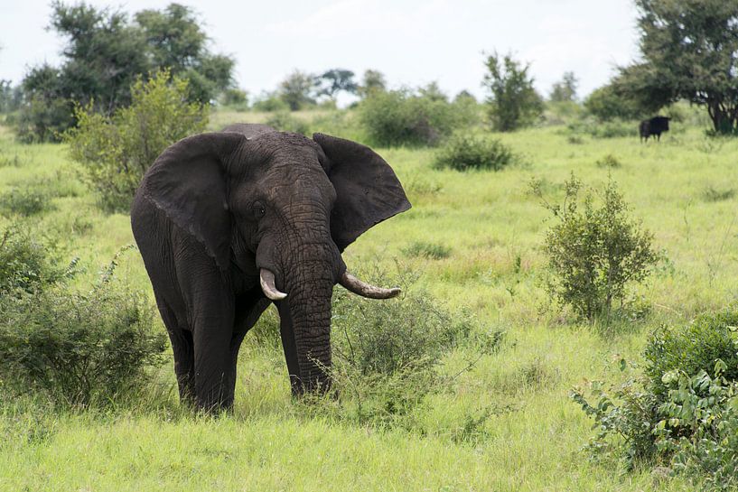 big elephant in kruger park par ChrisWillemsen