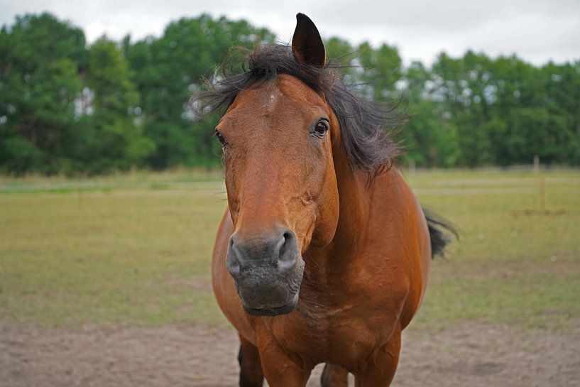 Trakehner Feldmeyer au pâturage par Babetts Bildergalerie