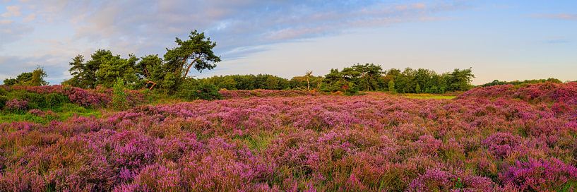 Bruyère en fleur à Terhorsterzand par Henk Meijer Photography