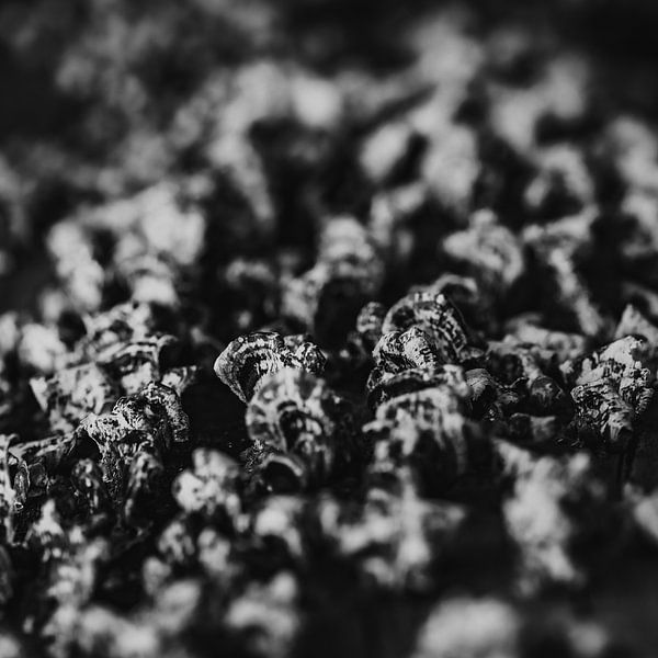 Jewels of the forest by Pure Details by Linda