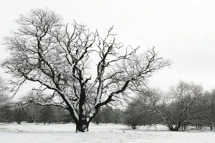 Schwarzweißbild einer Winterlandschaft im Wiesenpark bei Magdeburg von Heiko Kueverling