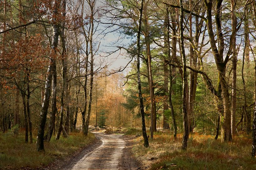 Veluwezoom Gelderland pride by Saranda in t Veld Fotografie