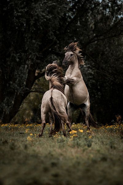Combat de chevaux à Golden Meadow Power and Grace par Femke Ketelaar