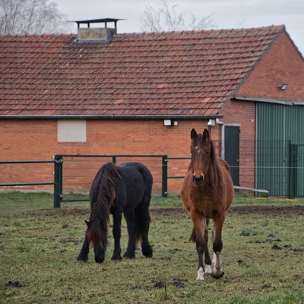 Young horses in the meadow in December by Jolanda de Jong-Jansen