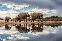 Olifanten gespiegeld in het water op een bewolkte dag