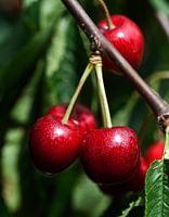 kersen aan de boom 4