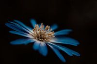 Blaue Blume