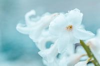 Die Kunst der Natur... (Blume, Hyazinthe, Schnee, Liebe, Frühling)