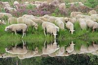Reflectie van schapen
