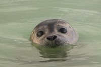 De jonge zeehond