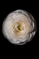 Ranunculus Flower White