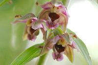 Breitblättriges Leimkraut - blühend