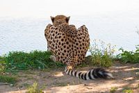 Cheetah lying by the waterside