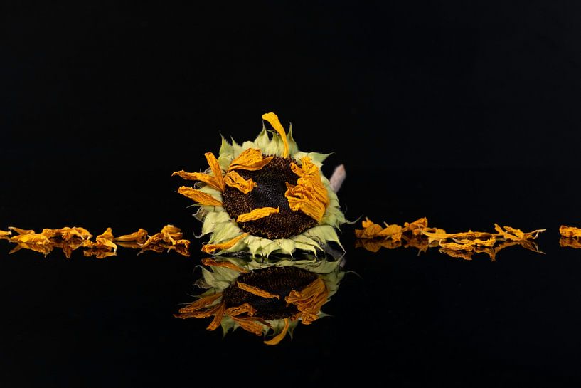 Zonnebloem verdord van Gaby Hendriksz