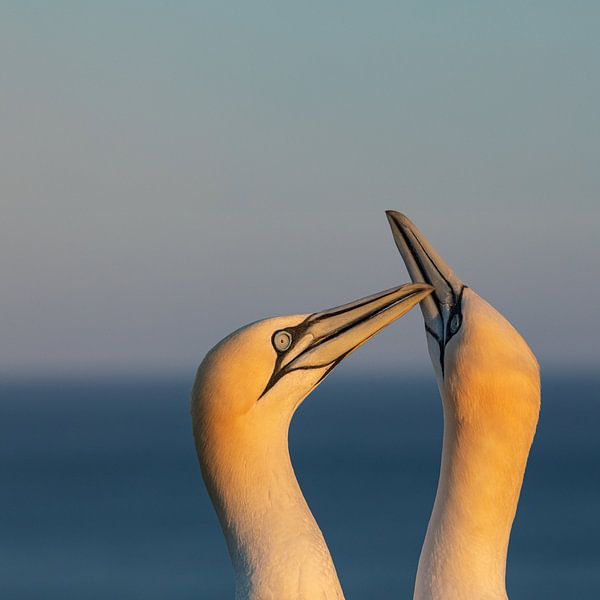 Fous de Bassan par Ron Buist