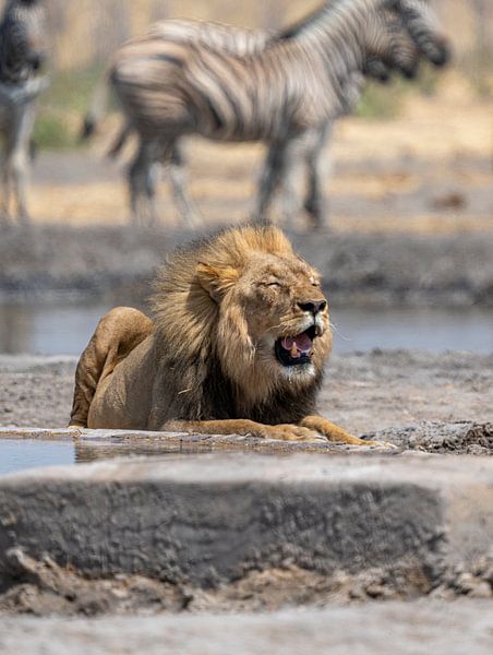 Lion à un point d'eau en Namibie, Afrique par Patrick Groß