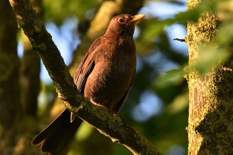Blackbird on a branch by Joard van den Ende