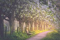 Blühendes Gewölbe (Bunnik / Utrecht)