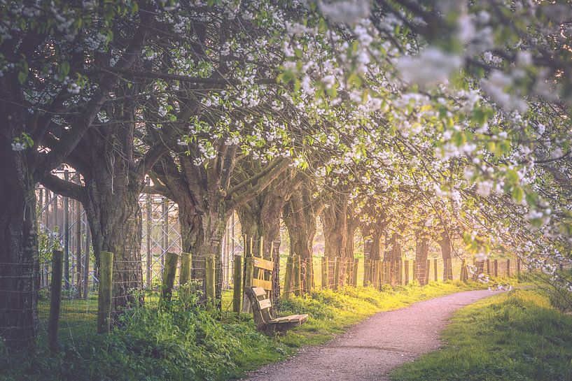 Blühendes Gewölbe (Bunnik / Utrecht) von Alessia Peviani