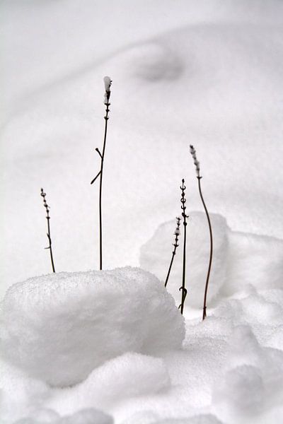 La lavande en hiver par FotoGraaGHanneke