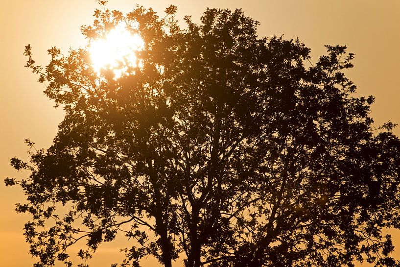 zonsopkomst von Ronald Wilfred Jansen