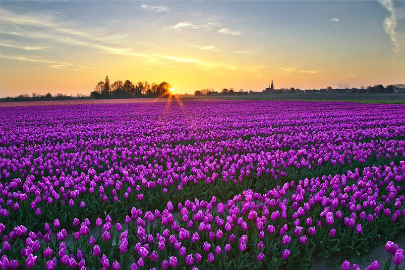 Champ d'ampoules par René Pronk