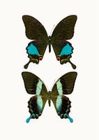 Rariteitenkabinet_Vlinder_02 (gezien bij vtwonen)