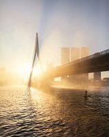 Foggy morning in Rotterdam