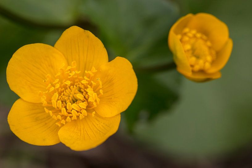 Marsh marigold by Andreas Müller