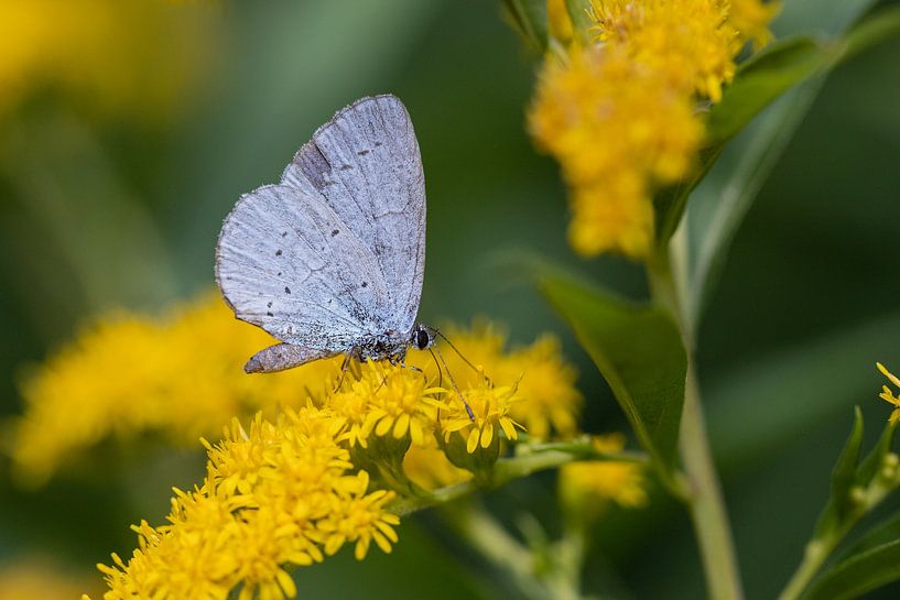 Baumbläuling (Schmetterling) auf einer gelben Blüte. von Janny Beimers