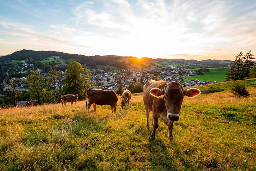 Kühe am Staufen mit Blick auf Oberstaufen zum Sonnenuntergang von Leo Schindzielorz