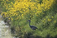 Heron at ditch in hellevoetsluis