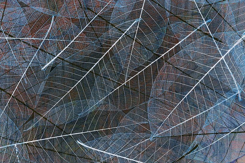 Abstrakte Schönheit des Verfalls, Skelett Blatt. von Saskia Dingemans Awarded Photographer