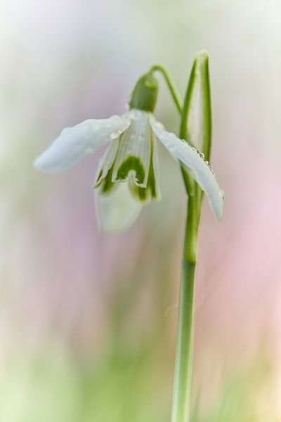 Monique Visser Simple beauty by Monique Visser