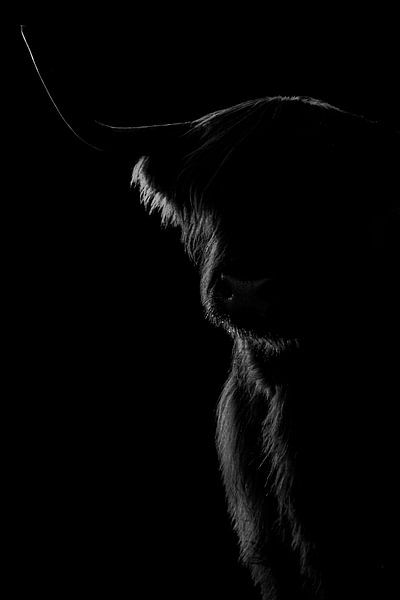 Scottish Highlander lowkey schwarz weiß von Nienke Bot