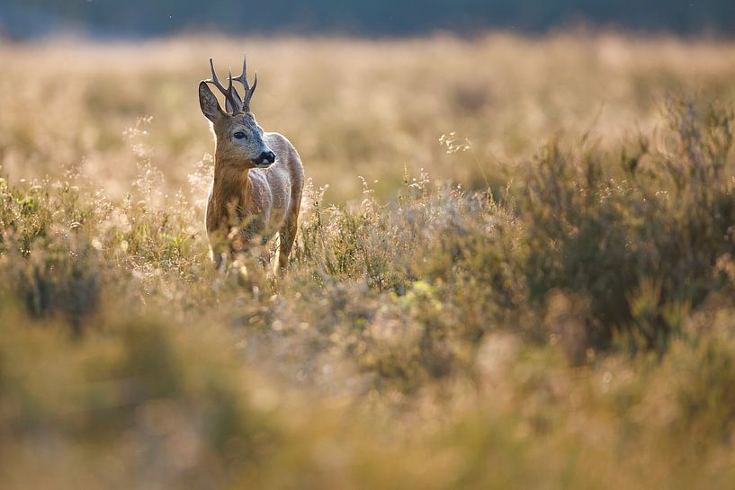Rehbock von Pim Leijen