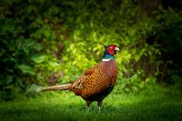 Pheasant