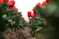 a stubborn tulip in the tulip field