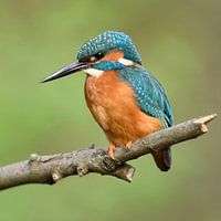 kleurrijk... IJsvogel *Alcedo atthis* over de rivieroever
