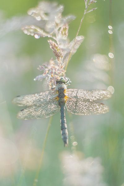 Libelle und Licht von Monique van Genderen (in2pictures.nl fotografie)