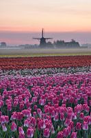 Blumenzwiebelfeld mit Mühle und Bodennebel