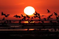 Gänse bei Sonnenuntergang