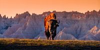 Bison im South Dakota Badlands National Park - Sonnenuntergang Wand Kunst Foto - Foto von American Buffalo - Wide Landscape Photography Print