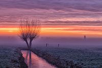 Fog in the polder