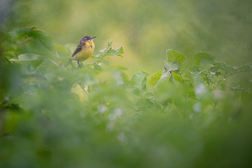 Rainy day by Bert Kok