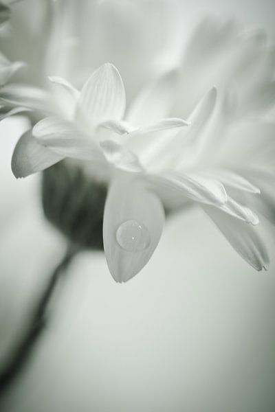 Abstrakte Gerbera-Blume von Lizet Wesselman