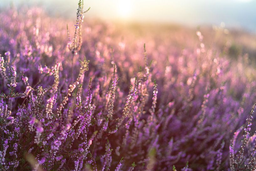 La bruyère fleurie sur le Veluwe par Martijn Joosse