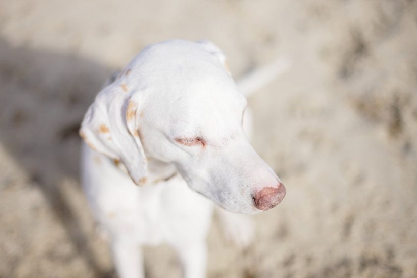 Camouflage von Mark de Vries