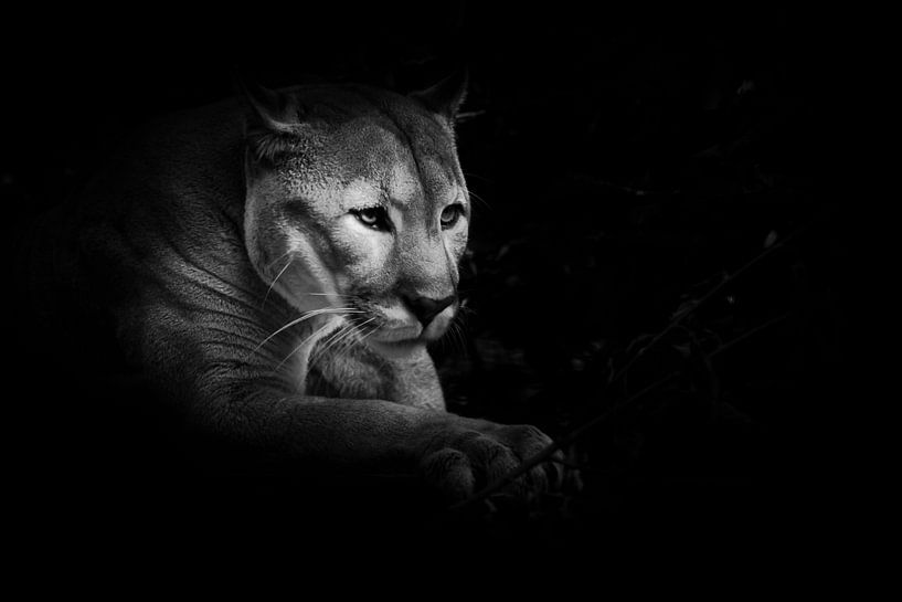 Eine stolze schöne Raubkatze sitzt in der Dunkelheit. Katze im Nachtwald, schwarzer Hintergrund. Pum von Michael Semenov
